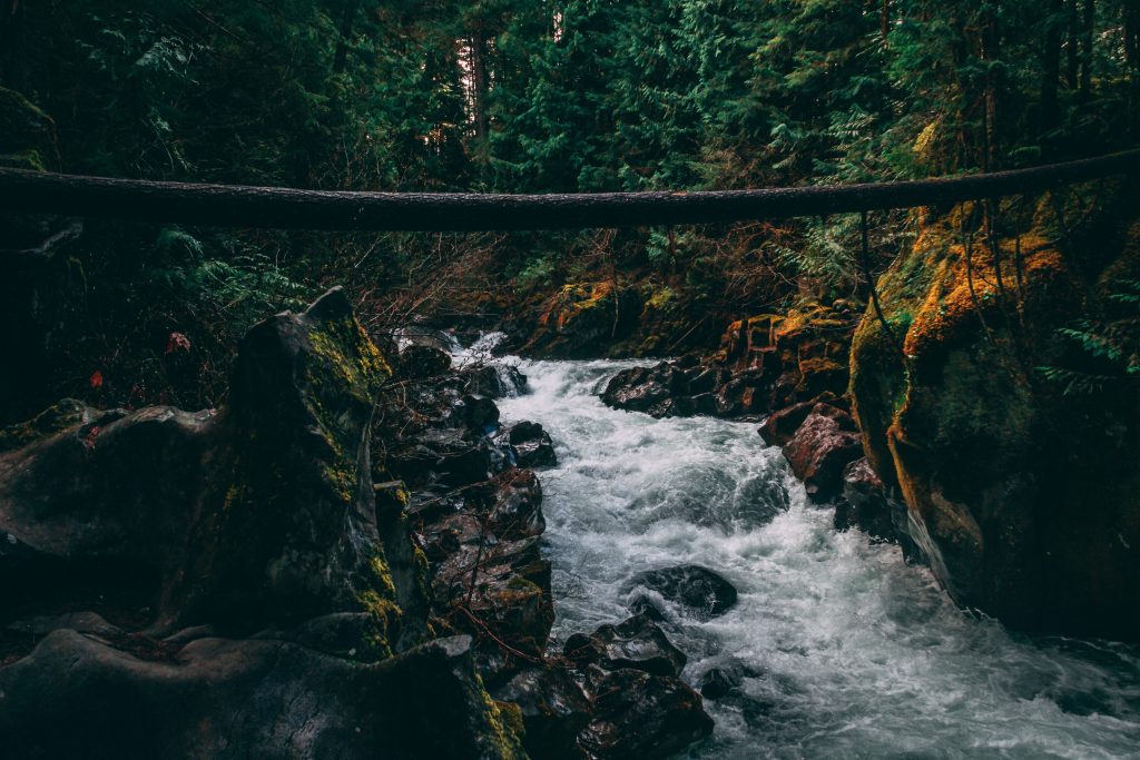 An image of a small river going through the jungle